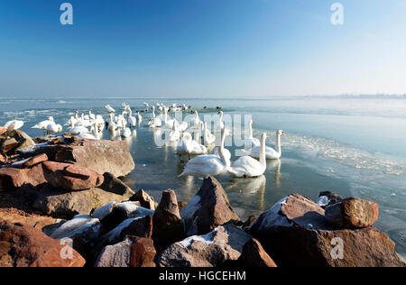 Schwäne auf dem Plattensee in der Winterzeit, Ungarn Stockfoto