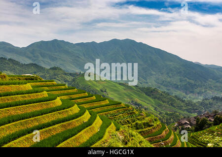 Blick auf den Longsheng Reis Terrassen (Dragon es Rückgrat Reisterrassen) in Guangxi, China. Stockfoto