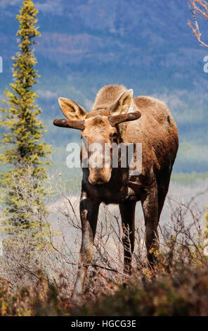 Junger Stier Elch in samt Geweih, Frühling, Alaska Range Mountains, Alaska Stockfoto