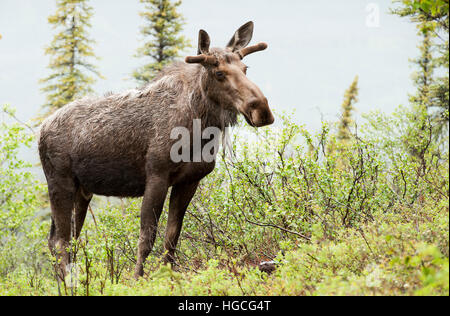 Junger Stier Elch, im Sommer Gewitter, Alaska... Stockfoto