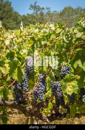 Die Trauben von Cabernet Sauvignon Trauben wachsen in einem Weingut in Napa Valley, Kalifornien. Stockfoto