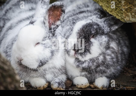 Kaninchen in der Liebe Stockfoto