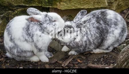 Kaninchen in der Liebe Stockfoto