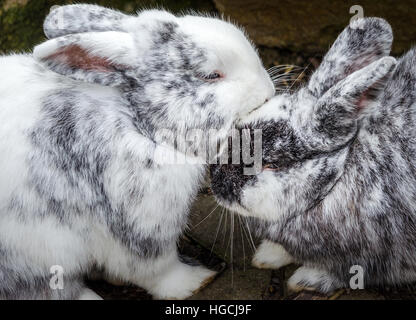 Kaninchen in der Liebe Stockfoto