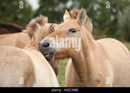 Przewalski Pferde Stockfoto