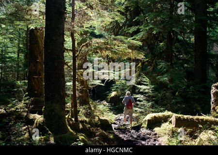 Wald-Rundwanderweg, Bartlett Cove, Glacier Bay Nationalpark, Alaska, USA. Hier stand vor 200 Jahren die Schnauze von einem 100-Meilen langen Gletscher. Aber Stockfoto