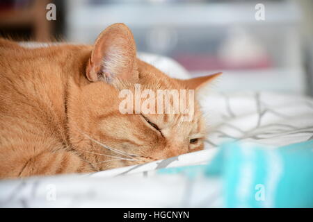 Hauskatze schlafen auf weißen Bett Stockfoto