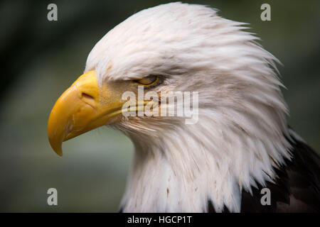 Weißkopfseeadler Haliaeetus Leucocephalus Closeup. Marmor-Insel im Glacier Bay Nationalpark, Alaska. USA. Auch bekannt als ein American Eagle mit einer legendären Stockfoto