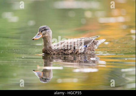 Eine weibliche Stockente schwimmt auf dem Teich mit ihr Spiegelbild in dem bunten Wasser zeigen. Stockfoto