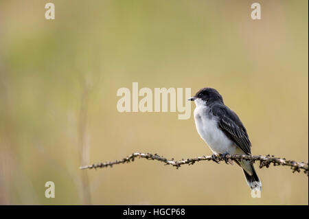 Eine östliche Kingbird sitzt thront auf einem kleinen Zweig vor einem glatten grünen Hintergrund in der weiche am Nachmittag Sonne. Stockfoto