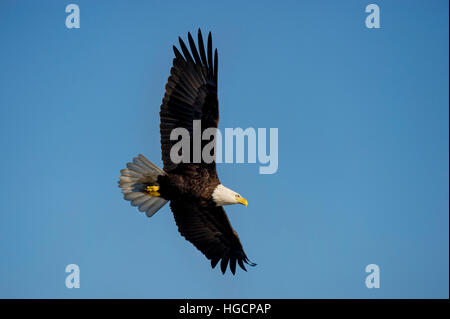 Ein Adler schwebt durch den strahlend blauen Himmel an einem sonnigen Morgen. Stockfoto