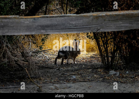 Ein Kalifornien Cottontail Kaninchen im San Joaquin River Wildlife Refuge in San Joaquin Valley in Kalifornien Stockfoto