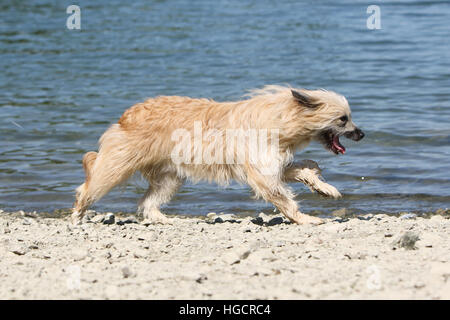 Hund Pyrenäen Schäferhund adult Erwachsene läuft auf einem Kiesstrand fawn Stockfoto
