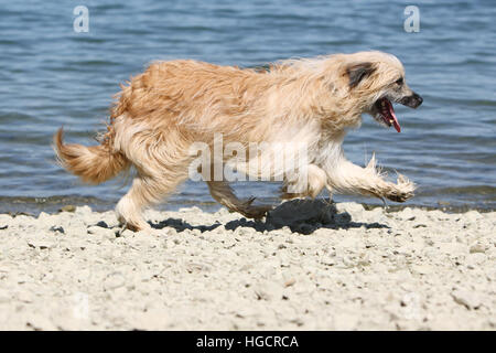 Hund Pyrenäen Schäferhund adult Erwachsene läuft auf einem Kiesstrand fawn Stockfoto