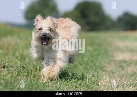 Hund Pyrenäen Schäferhund adult Erwachsene Reh auf einer Wiese, die Lauffläche Stockfoto
