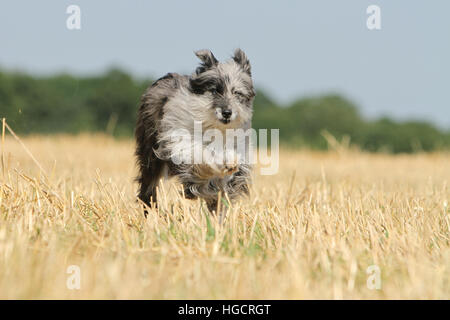 Hund Pyrenäen Schäferhund adult blue Merle läuft In einem Stroh Feld Gesicht Stockfoto