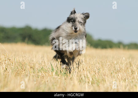 Hund Pyrenäen Schäferhund adult blue Merle läuft In einem Stroh Feld Gesicht Stockfoto