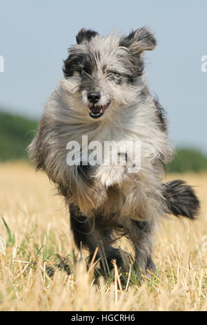Hund Pyrenäen-Schäferhund adult blue Merle läuft In einem Stroh Feld Gesicht Porträt Stockfoto