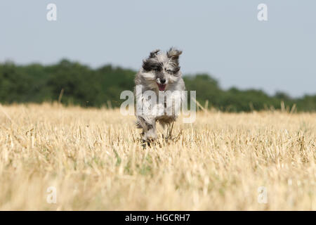 Hund Pyrenäen Schäferhund adult blue Merle läuft In einem Stroh Feld Gesicht Stockfoto