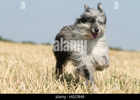 Hund Pyrenäen Schäferhund adult blue Merle läuft In einem Stroh Feld Gesicht Stockfoto