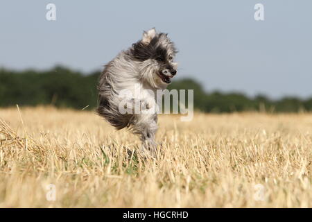 Hund Pyrenäen Schäferhund adult blue Merle läuft In einem Stroh Feld Gesicht Stockfoto