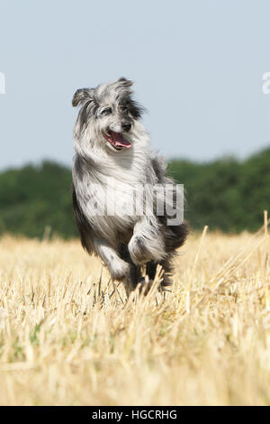 Hund Pyrenäen Schäferhund adult blue Merle läuft In einem Stroh Feld Gesicht Stockfoto