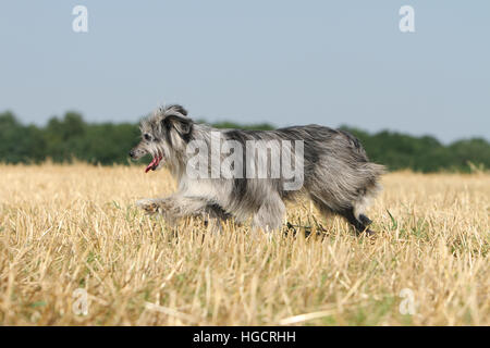 Hund Pyrenäen Schäferhund adult blue Merle läuft In einem Stroh Feld Profil Stockfoto