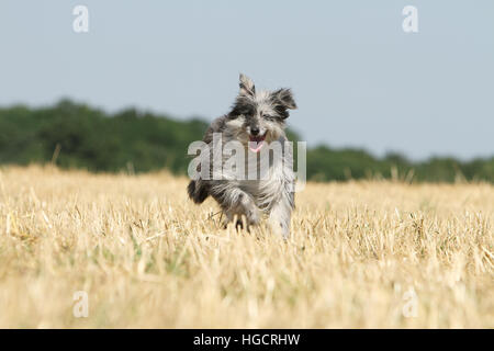Hund Pyrenäen Schäferhund adult blue Merle läuft In einem Stroh Feld Gesicht Stockfoto