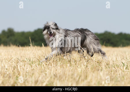 Hund Pyrenäen Schäferhund adult blue Merle läuft In einem Stroh Feld Profil Stockfoto