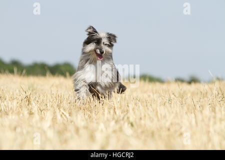 Hund Pyrenäen Schäferhund adult blue Merle läuft In einem Stroh Feld Gesicht Stockfoto