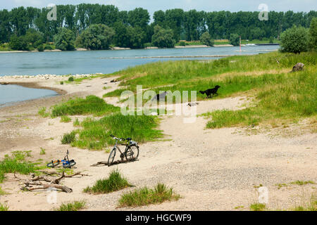 Deutschland, Nordrhein-Westfalen, Bei Düsseldorf, Rheinabschnitt Bei der Urdenbacher Kämpe. Stockfoto