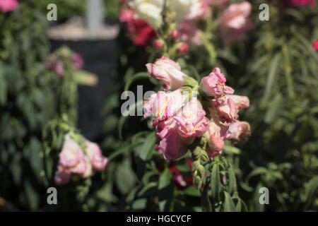 Verwelkte Blüten im Sonnenlicht. Stockfoto