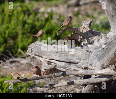 Eine gemeinsame Wellenastrild hereinkommt, landen auf einem abgestorbenen Baum Stockfoto