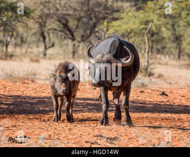 Afrikanischer Büffel Mutter und Kalb Stockfoto