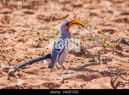 Ein Yellow-billed Hornbill stehend auf dem Boden im südlichen afrikanischen Savanne Stockfoto