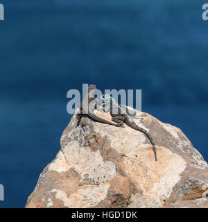 Schwarz geringelt Eidechse und Southern Rock Agama auf einem Felsvorsprung über dem Meer im südlichen Afrika Stockfoto