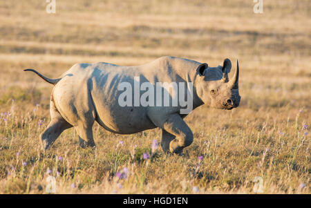 Spitzmaulnashorn in südlichen afrikanischen Savanne Stockfoto