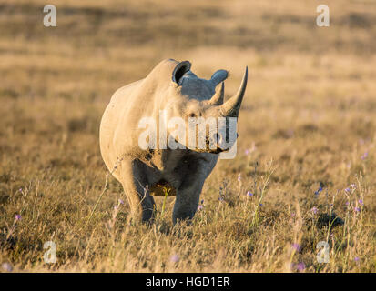 Spitzmaulnashorn in südlichen afrikanischen Savanne Stockfoto