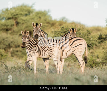 Eine Familiengruppe Burchell ist Zebra stehend im südlichen afrikanischen Savanne Stockfoto