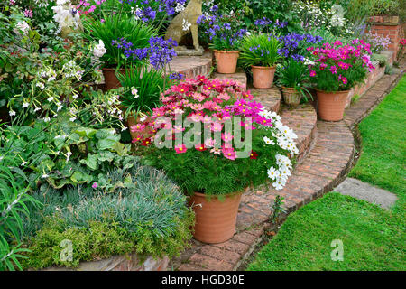 Bunt gemischt mit Marienkäfer Mohn in einen Bauerngarten Pflanzen Stockfoto