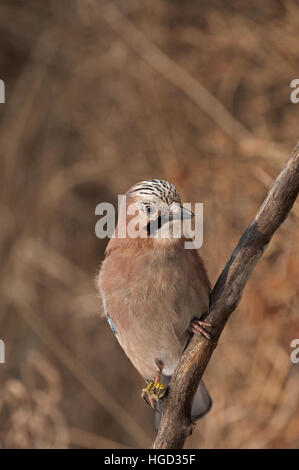 Eichelhäher (Garrulus Glandarius) auf einem Ast sitzen und auf der Suche auf der rechten Seite. Dezember in Poland.Vertical Ansicht. Stockfoto