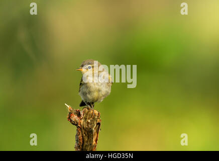 Holz-Laubsänger (Phylloscopus Sibilatrix) Sommer, auf einem Ast auf grünem Hintergrund von Laub der Bäume mit geringen Schärfentiefe. Horizontale vi Stockfoto