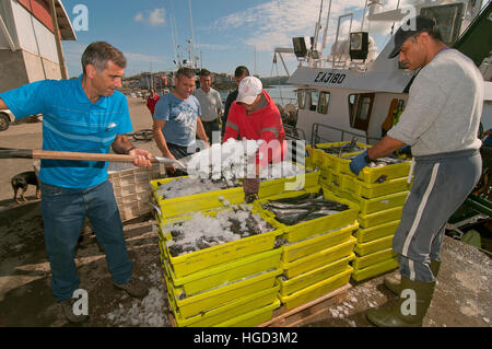 Angelboot/Fischerboot entladen die Boxen von Fisch, Camariñas, La Coruña Provinz, Region Galicien, Spanien, Europa Stockfoto