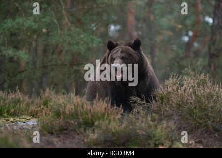 Europäische Braunbär (Ursus arctos) in das Unterholz eines Waldes, scheint genervt, aggressiv sein, seine Zähne zu zeigen. Stockfoto