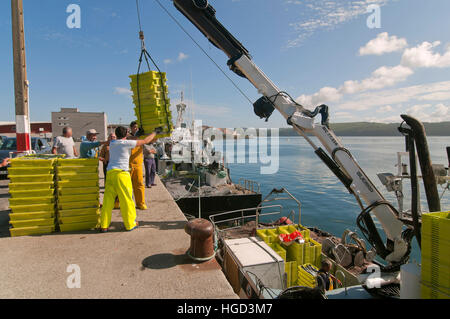 Angelboot/Fischerboot entladen die Boxen von Fisch, Camarinas, La Coruna Province, Region Galicien, Spanien, Europa Stockfoto