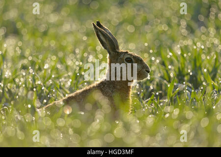 Braune Hare / Feldhasen (Lepus Europaeus) sitzt in einem Tau nass Winterweizen in ersten Morgensonne Hintergrundbeleuchtung. Stockfoto