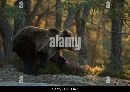 Europäischer Braunbär / Braunbaer (Ursus Arctos), jung, am Rand eines Pinienwaldes, in frühen Morgenstunden Hintergrundbeleuchtung. Stockfoto