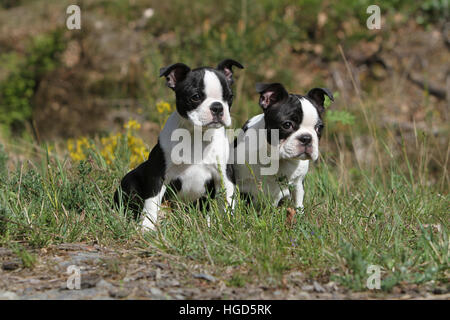 Französische Bulldogge Hund / Bouledogue Français zwei Erwachsenen und Puppyblack und weißen sitzen Stockfoto