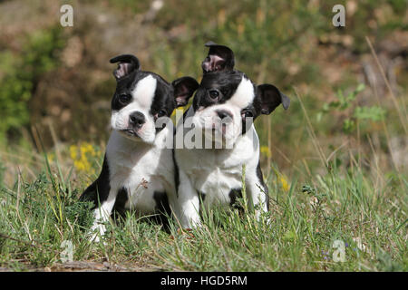 Französische Bulldogge Hund / Bouledogue Français zwei Erwachsene und Welpen schwarz und weiß zu sitzen Stockfoto