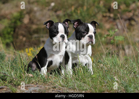 Französische Bulldogge Hund / Bouledogue Français zwei Erwachsene und Welpen schwarz und weiß zu sitzen Stockfoto